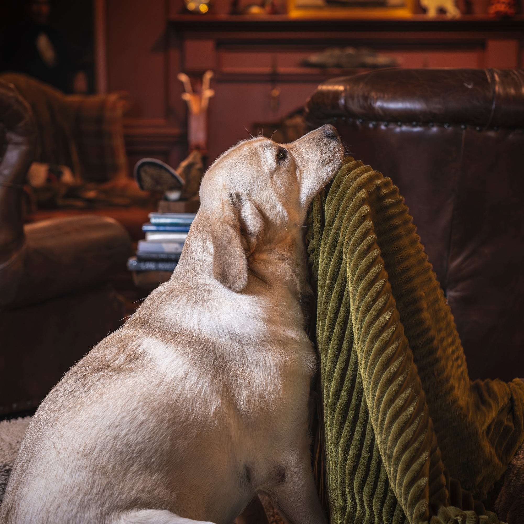 Scout Kuscheldecke Doppelseitige Plüsch-Hundedecke