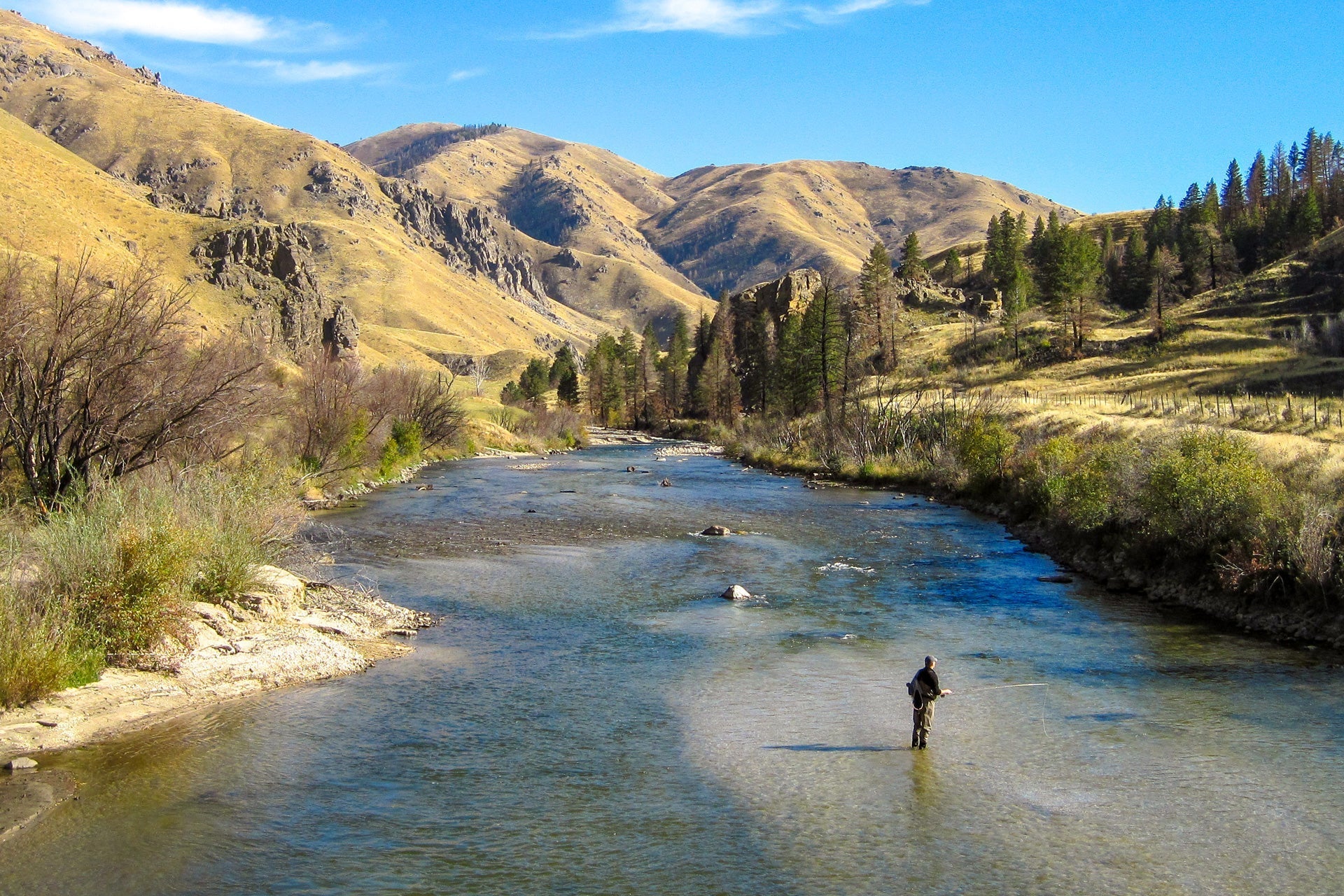 3er-Pack Hemingway Caddis Trockenfliege - Hakengröße 16