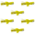 Flashtail Bass Popper 6 Fliegen Größe 8 - Gelbe Bassfliege Angelköder Wide Gape Basshaken mit Krautschutz
