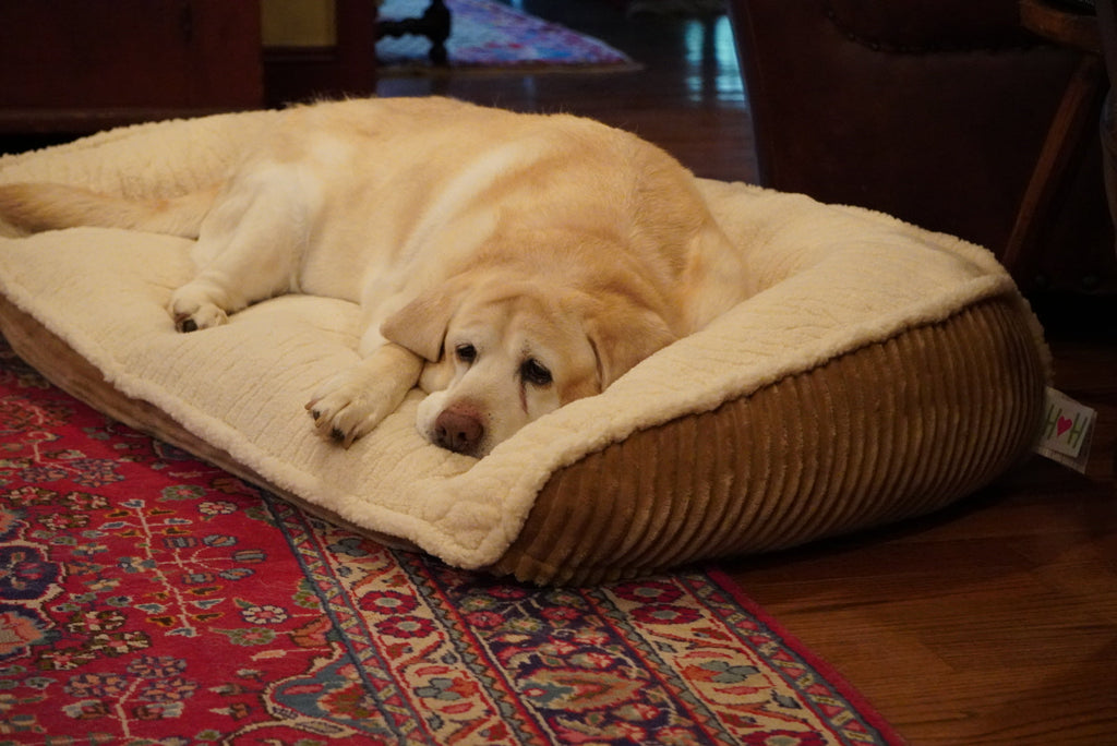 Scout Perfect Bolster Hundebett