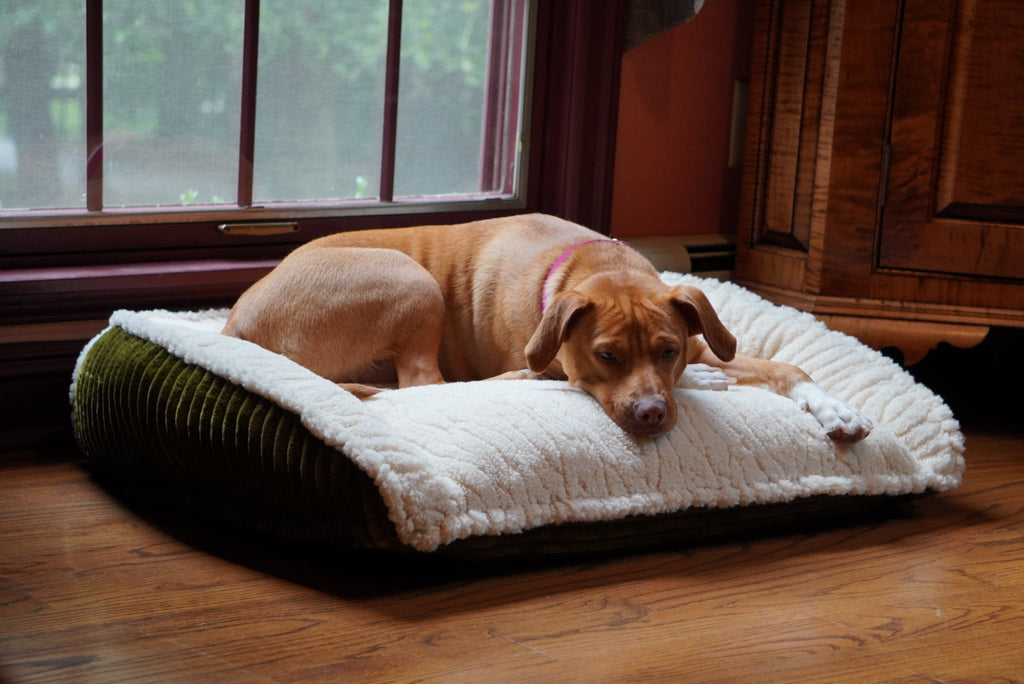 Scout Perfect Bolster Hundebett