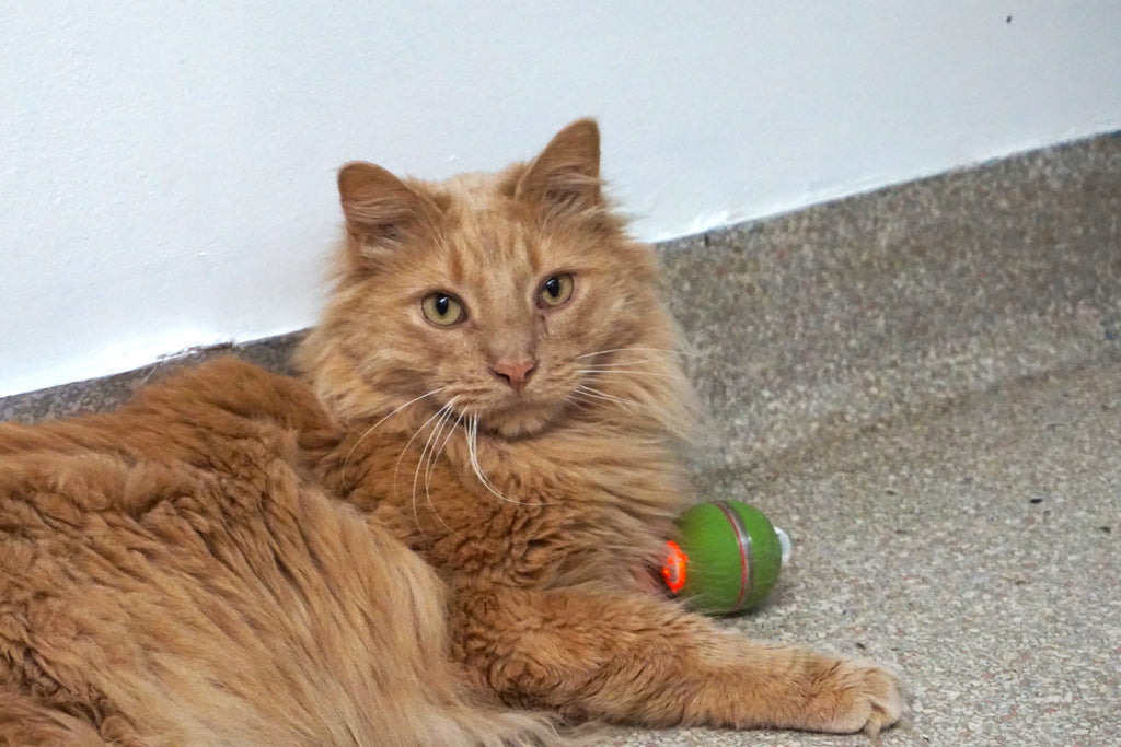 HuggleKats® PlayKat® Interaktives Katzenspielzeug