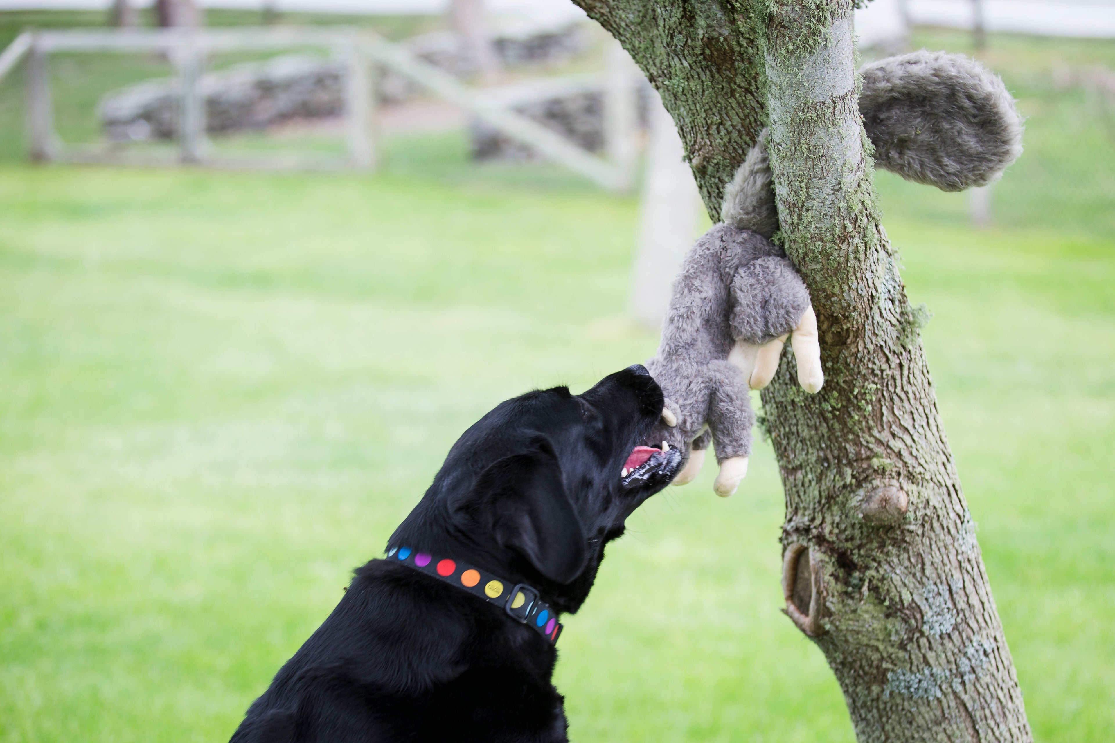 Feller Squirrel Plush Dog Toy