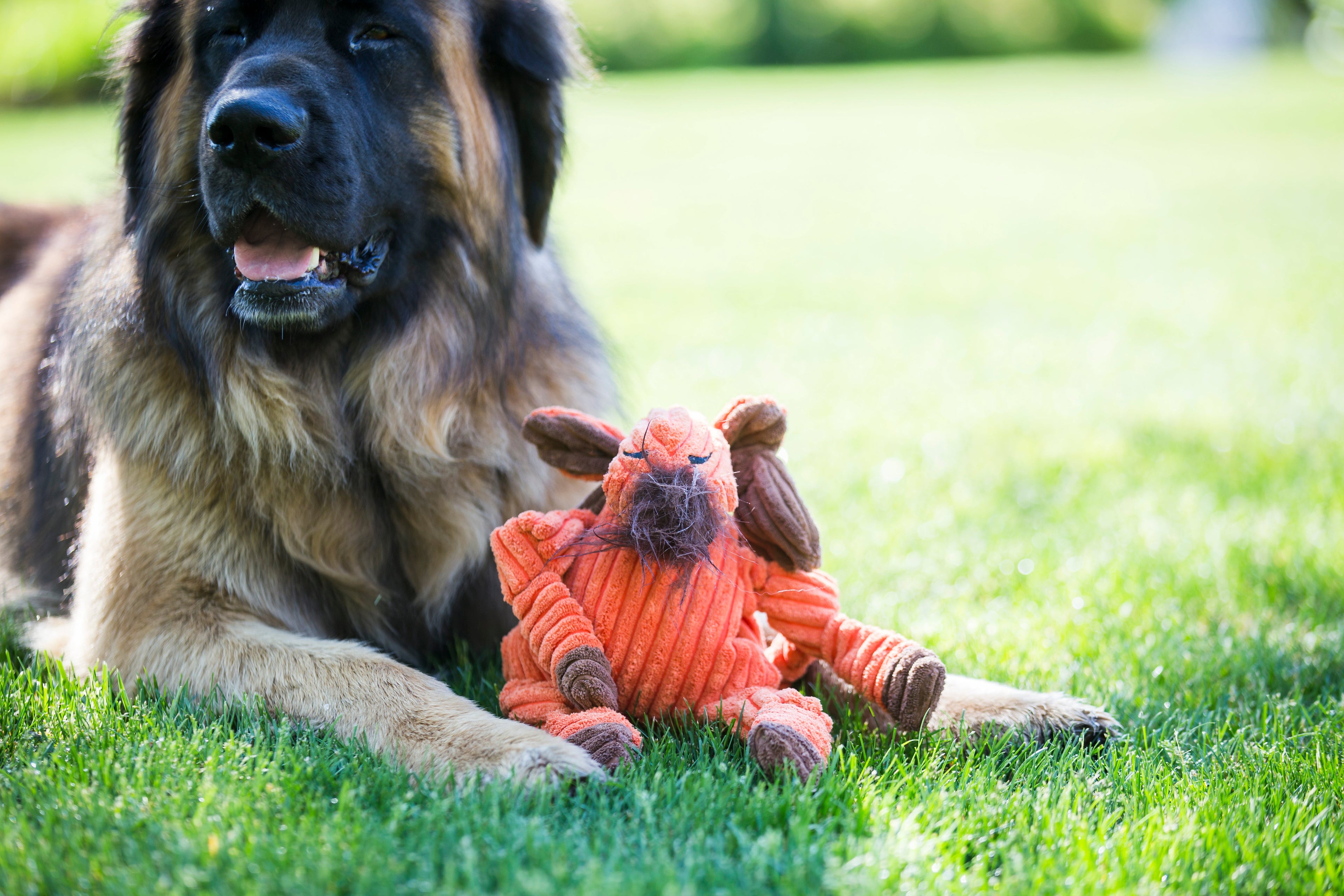 Morris Moose Knottie® Plush Dog Toy