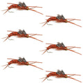 Wolframkopf Kaufmann's Brown Stone Fly mit Gummibeinen - Steinfliegen-Nassfliege - 6 Fliegen Hakengröße 12