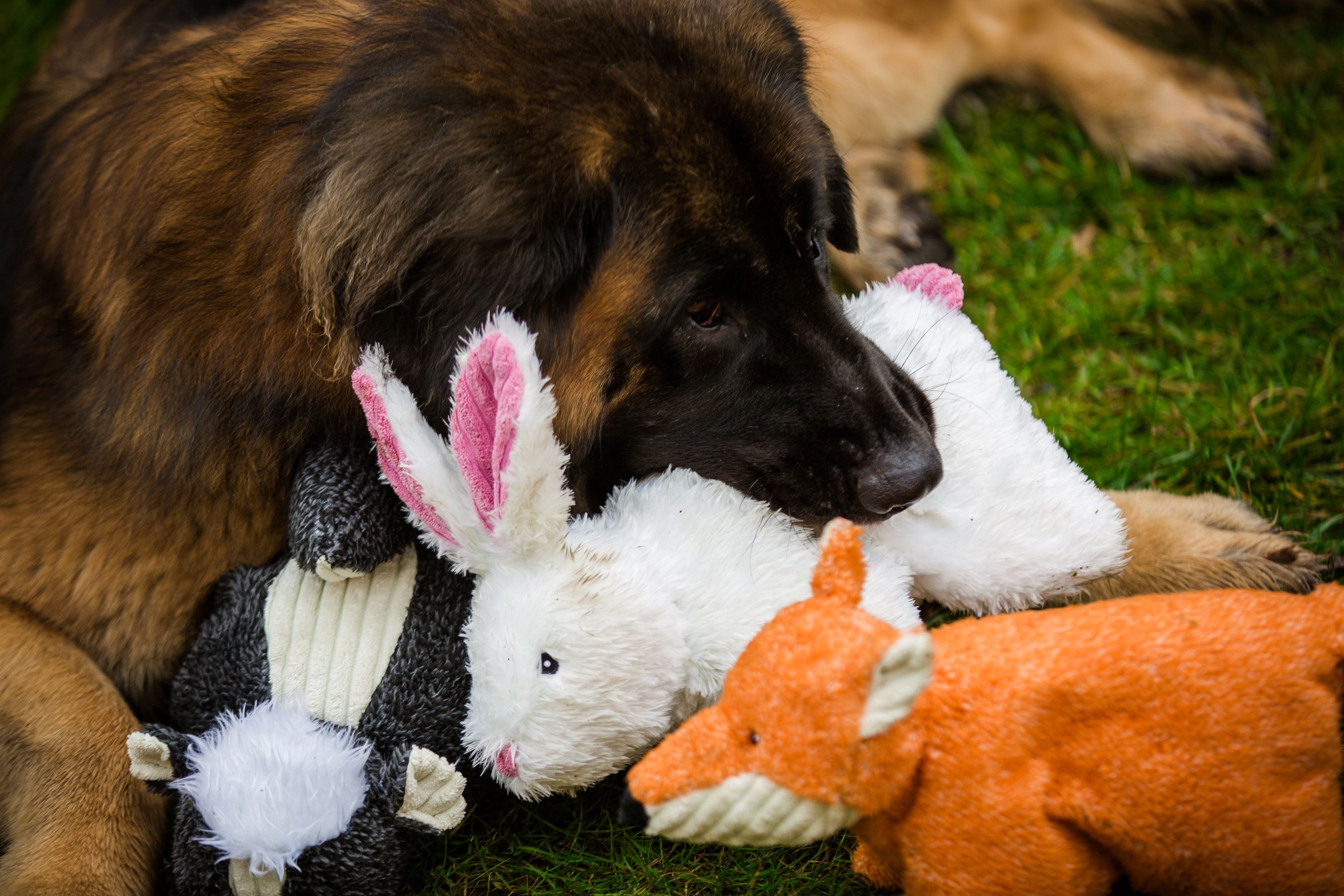 Squooshie™ Stinktier Plüsch-Hundespielzeug