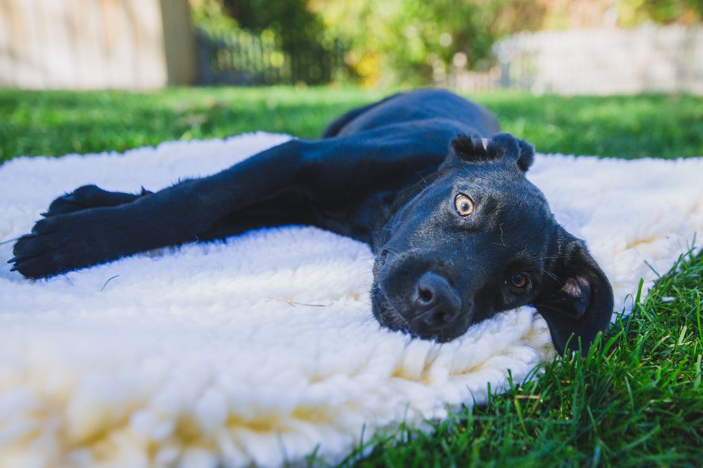 HuggleFleece® Matte Katzen- und Hundebett