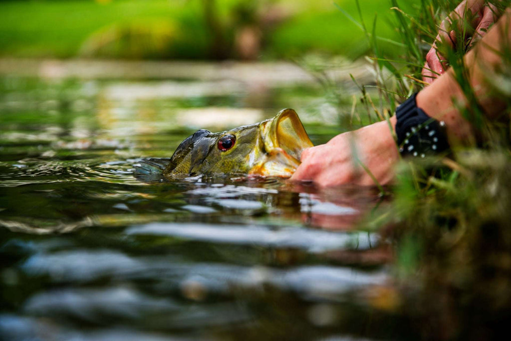 Natürliche Hirschhaare und Grizzly Bass Popper 6 Fliegen Hakengröße 8 Bass Fliegenfischen Bug Wide Gape Bass Haken mit Krautschutz